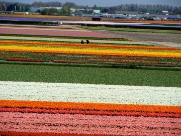 Pola tulipanów pod Utrechtem w kwietniu - kilometry kolorowych dywanów