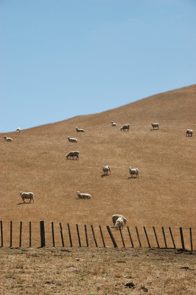 Wszechobecne owce