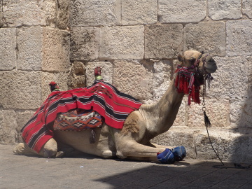Wielbłąd w pobliżu Bramy Jaffy, Jerozolima.