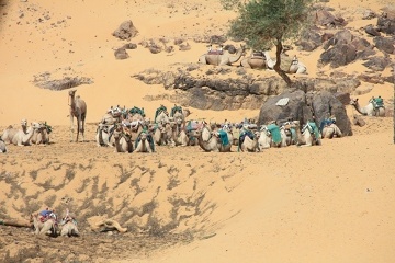 Transport wielbłądzi
