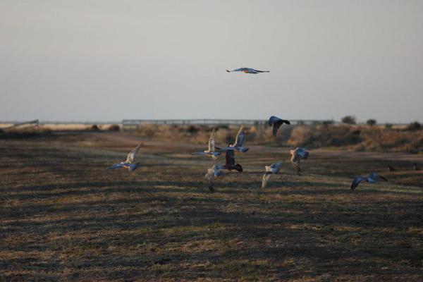 Galah, czyli szaro-różowe skrzeczące papugi podrywają się do lotu o wschodzie słońca.