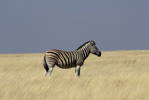 Park Narodowy Kruga w RPA