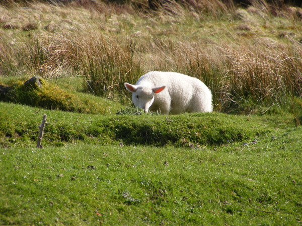 Zagubiona owieczka. Zdjęcie zrobione podczas całodniowej wyprawy w góry Wiclow. W górach napotkać można liczne stada tych zwierząt, które za każdym razem reagują zdziwieniem na widok jadącego samochodu. 
