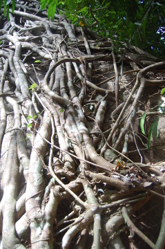 Taman Negara
