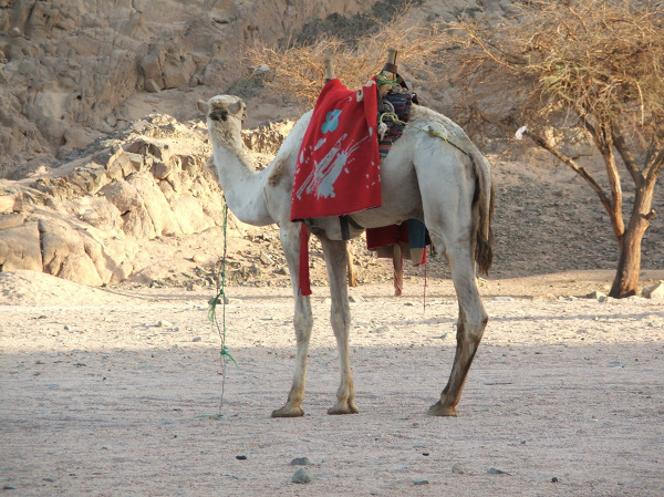Sharm el-Sheikh