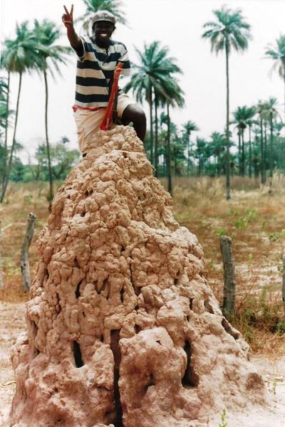Kopce termitów