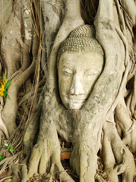 Głowa Buddy w korzeniach drzewa, Wat Mahathat, Ayutthaya,Tajlandia