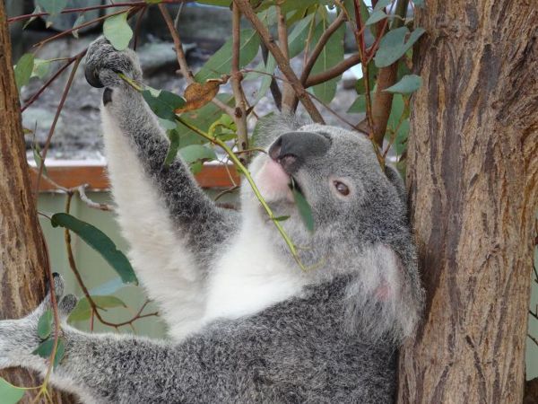 Lone Koala Sanctuary jest pierwszą i największą placówką opiekującą się tymi tymi zwierzakami