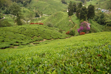 Cameron Highlands, herbaciane wzgórza