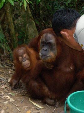 Karmienie orangutanów w sierocińcu w Bukit Lawang