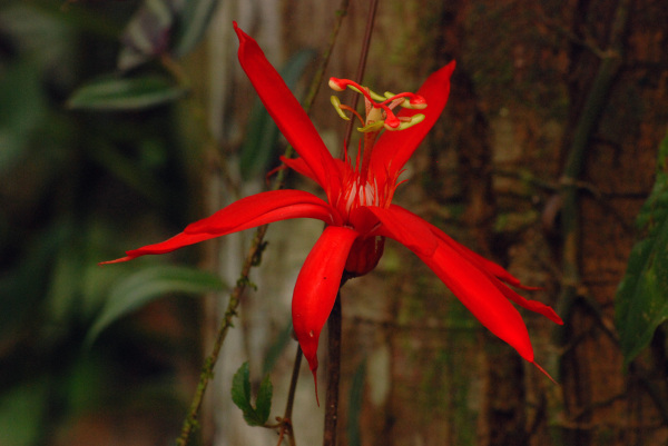 Egzemplarz jednego z około 25 000 gatunków orchidei. Nazwa pochodzi od greckiego słowa oznaczającego jądra, to z racji na kształt bulwy. W samej Kolumbii występuje około 4000 gatunków z 250 do 212 rodzajów taksonomicznych. Niewiele krajów może poszczycić się tak wielką bioróżnorodnością, toteż ekspedycje do kolumbijskiej Amazonii często nastawione są na wyszukiwanie rzadkich okazów tych właśnie roślin.