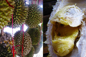 Durian