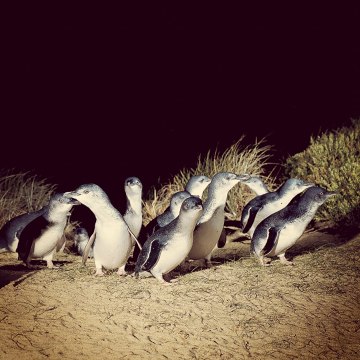 Może minąć blisko godzina, zanim walczącym z falami pingwinom uda wydostać się na piaszczysty brzeg. 