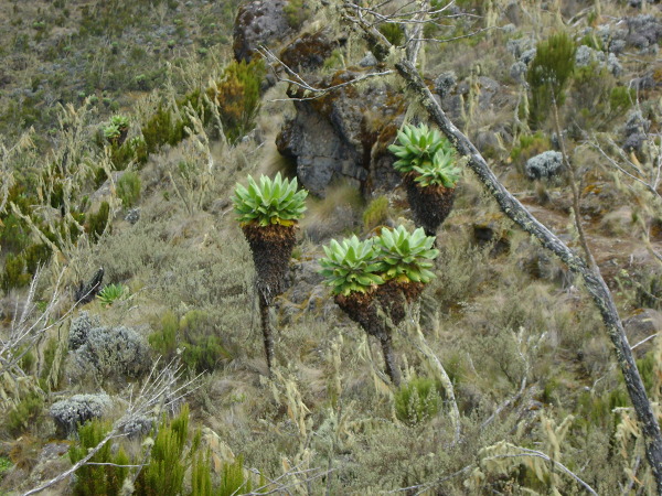 Lobelie i senecio (starcy) – typowa roślinność tego piętra