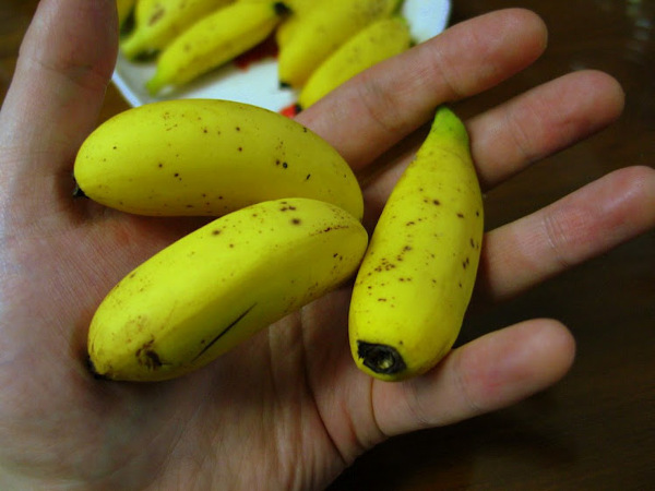 Niepozornych rozmiarów banany kryją w sobie eksplozję smaku!