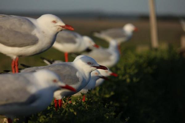 Phillip Island jest pełna najróżniejszych gatunków ptaków